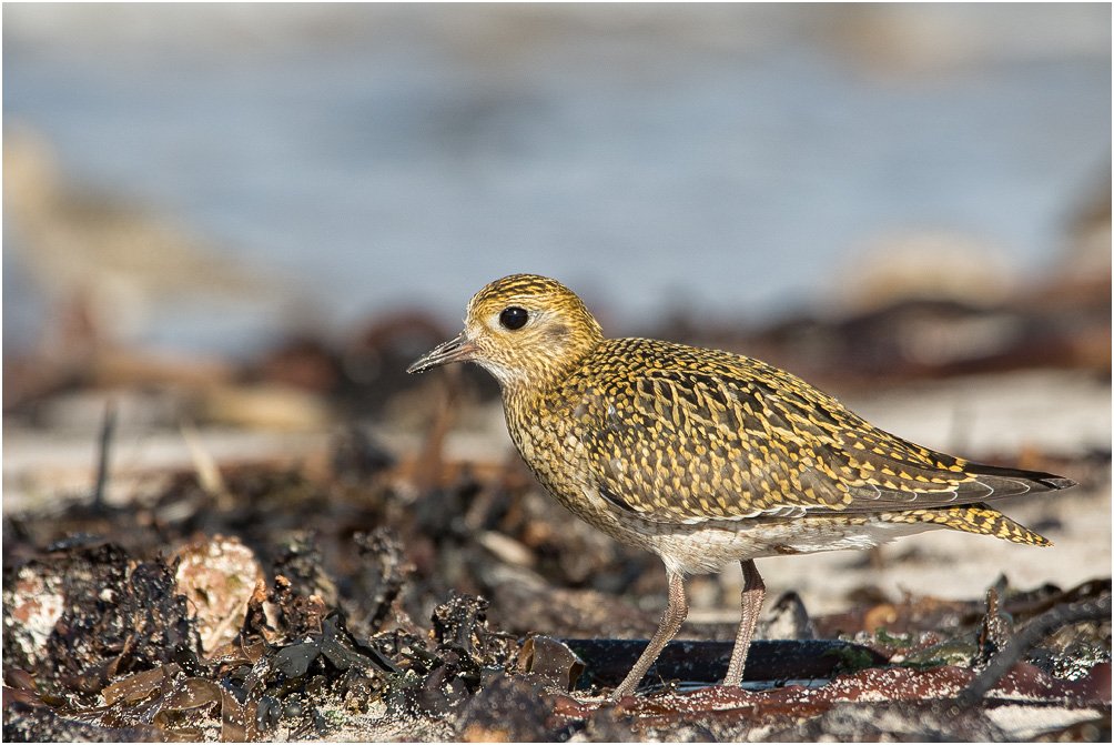 Amazon.co.jp: SIGMA 望遠ズームレンズ APO 120-400mm F4.5-5.6 DG OS